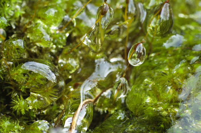 Ice On Moss