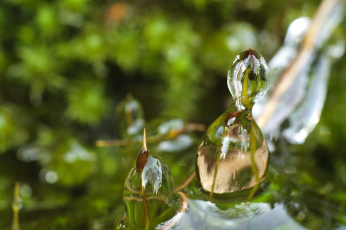 Ice On Moss