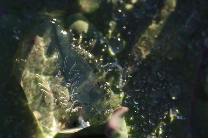 Ice On Leaf