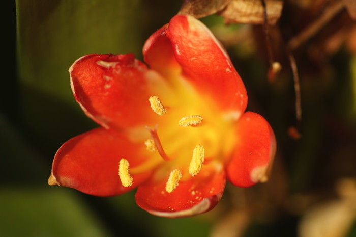 Orange Flower