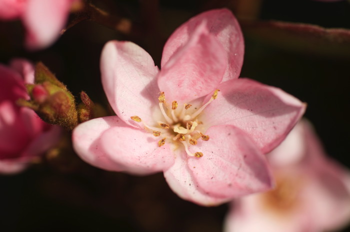 Pink Flower