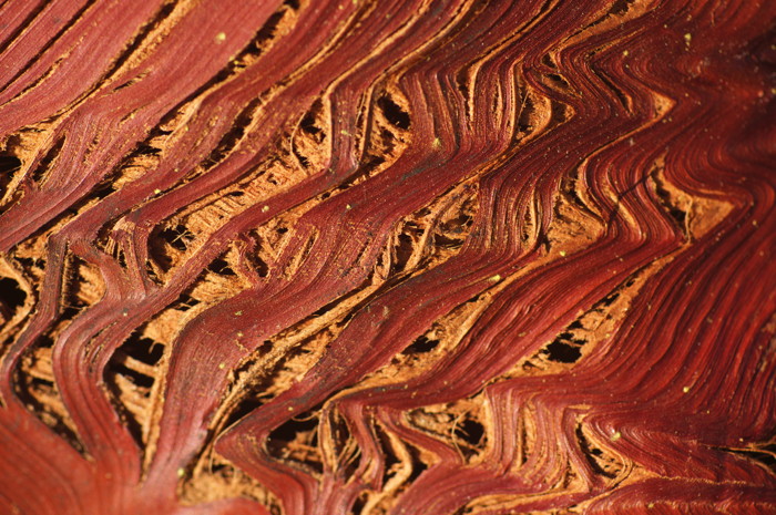 Dead Palm Leaf