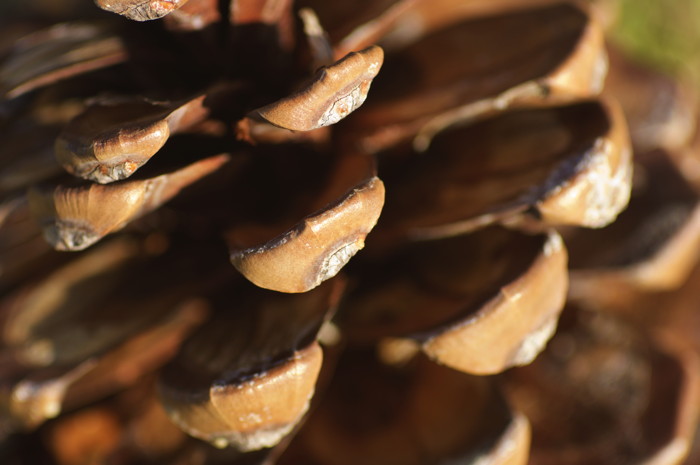 Pinecone