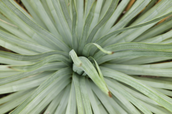 Succulent Plant