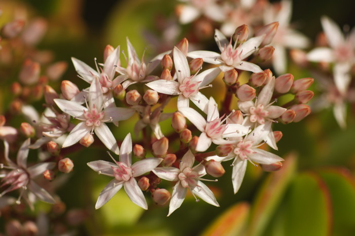 White Flowers