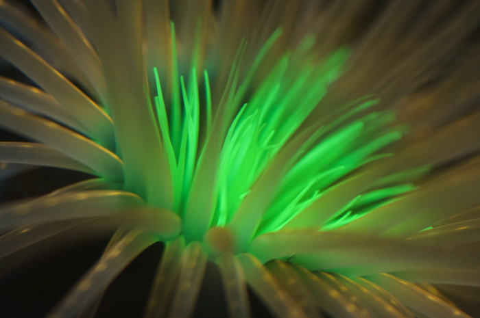 Anemone