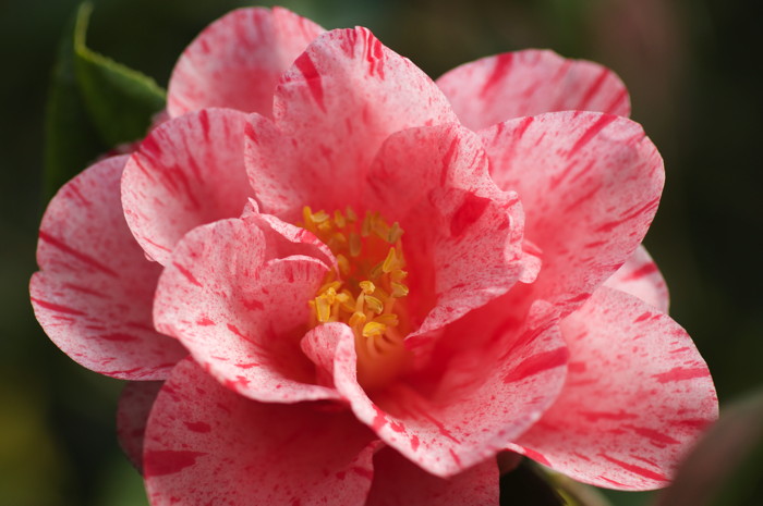 Pink Flower