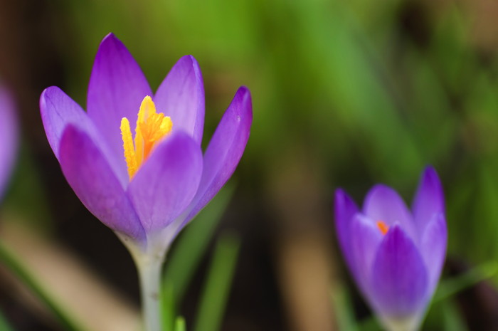 Crocuses