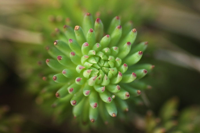 Succulent Plant