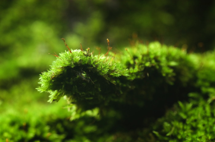 Moss
