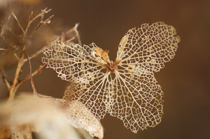 Dead Flower