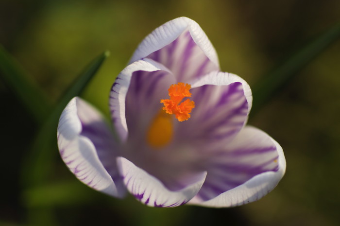 Crocus