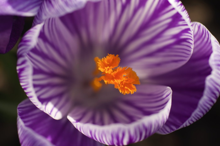 Crocus