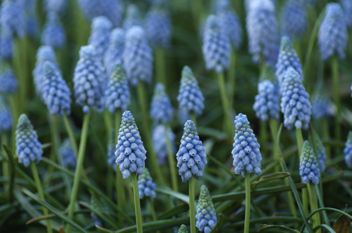 Grape Hyacinth