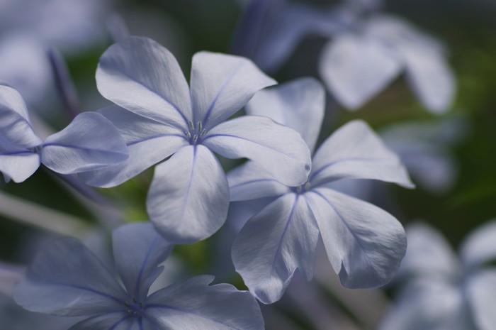 Blue Flowers