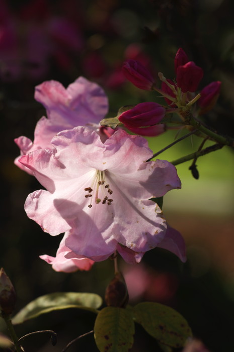 Rhododendron
