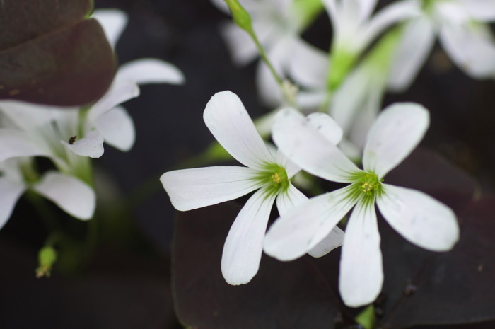 White Flowers