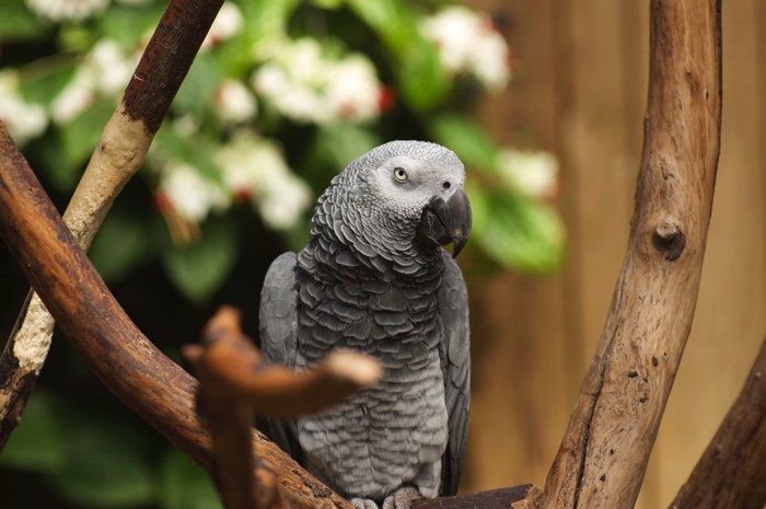 African Grey Parrot