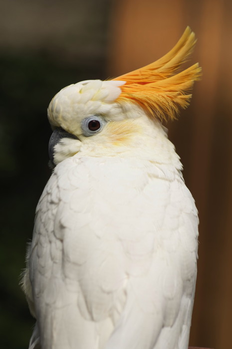 Citron-crested Cockatoo