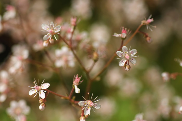 Pink Flowers