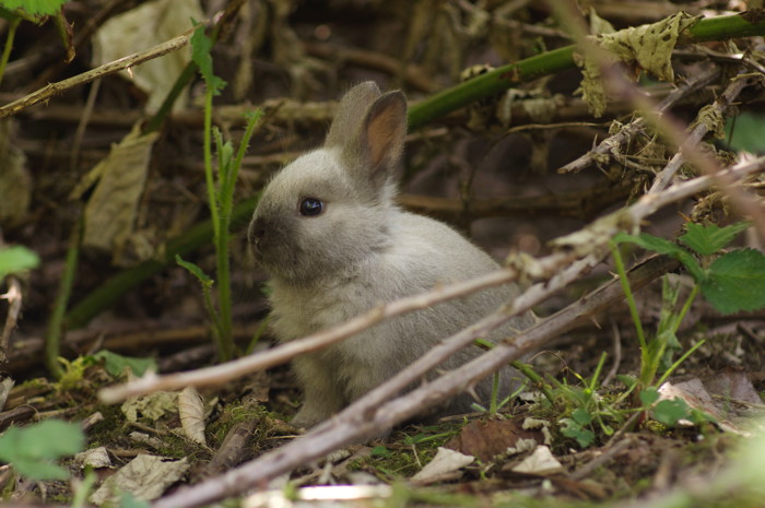 Baby Rabbit