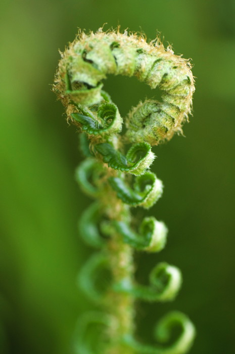 Fern
