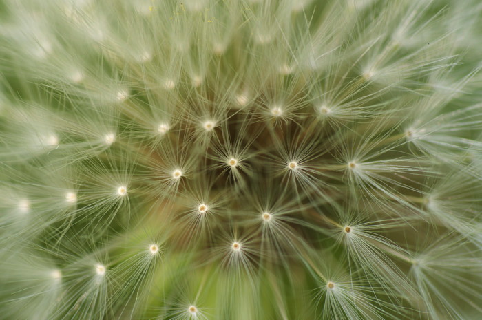Dandelion Seed Head