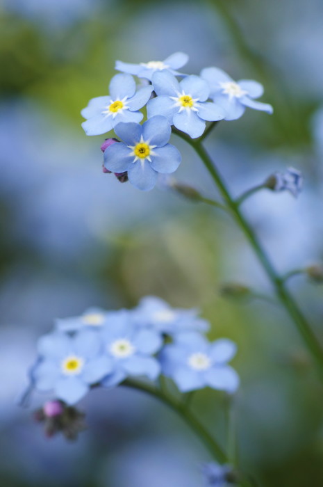 Forget-Me-Nots