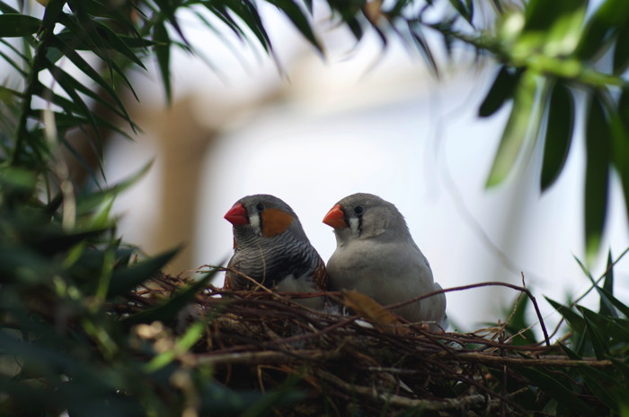 Birds In Nest