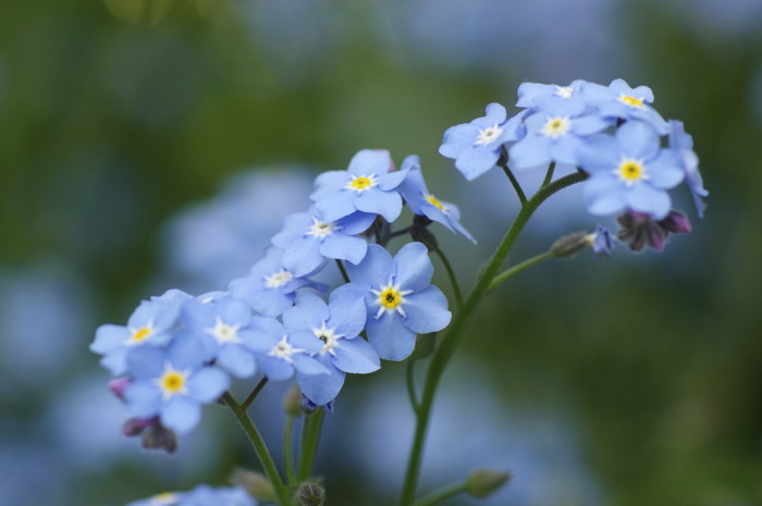 Forget-Me-Nots