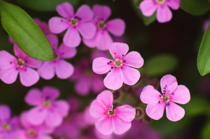 Pink Flowers