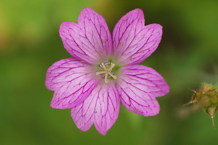 Pink Flower