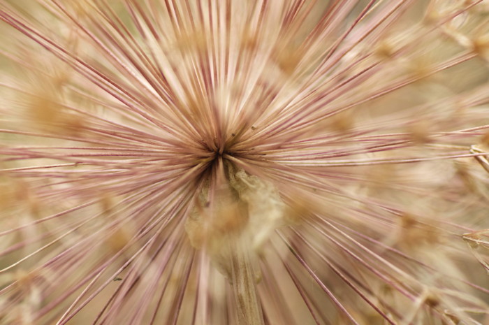 Seed Head