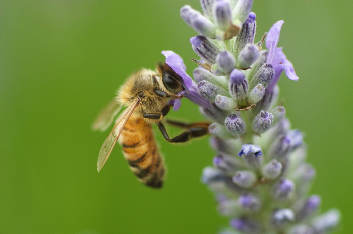 Bee On Lavender