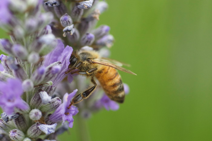 Bee On Lavender