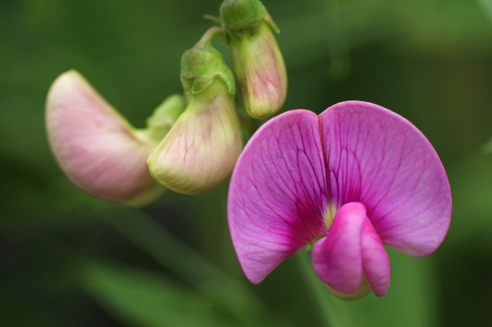 Pea Flowers