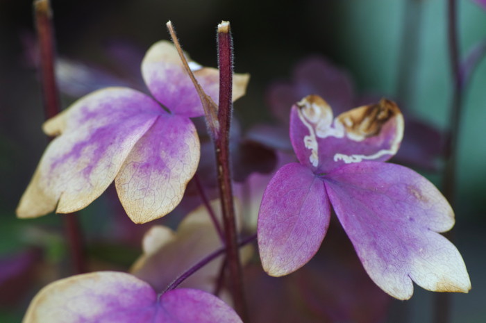 Purple Leaves
