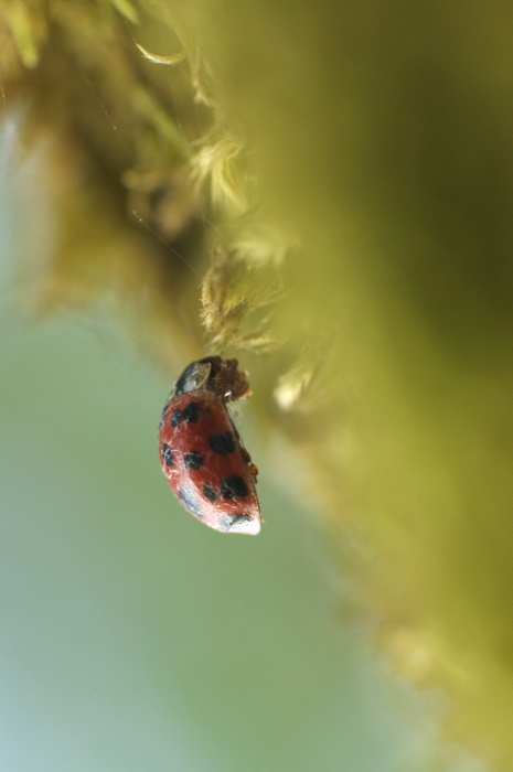 Dead Ladybug