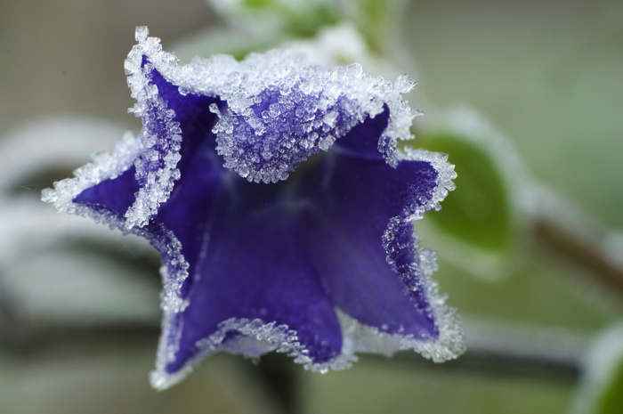 Frosty Flower