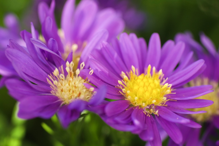 Purple Asters