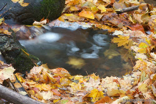 Leaf Pond