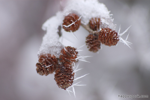 Speckled Alder Cones